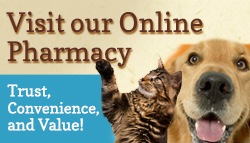 Online Pharmacy Icon