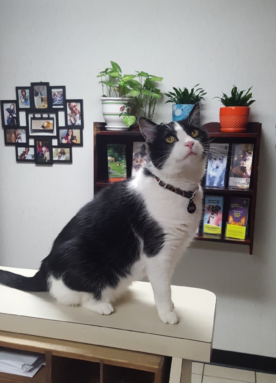 Figaro, Hospital Cat Figaro, Hospital Cat