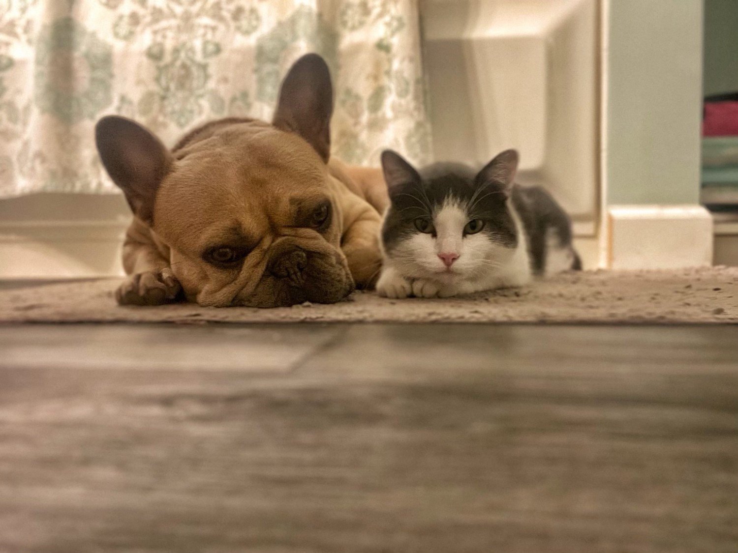 Cat and Dog laying on floor