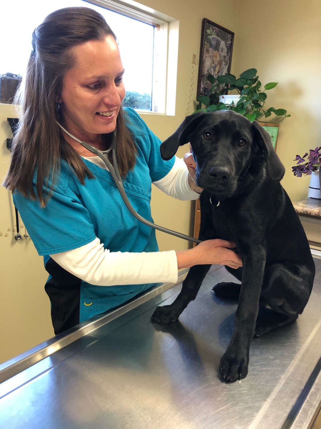 Woman examining Dog