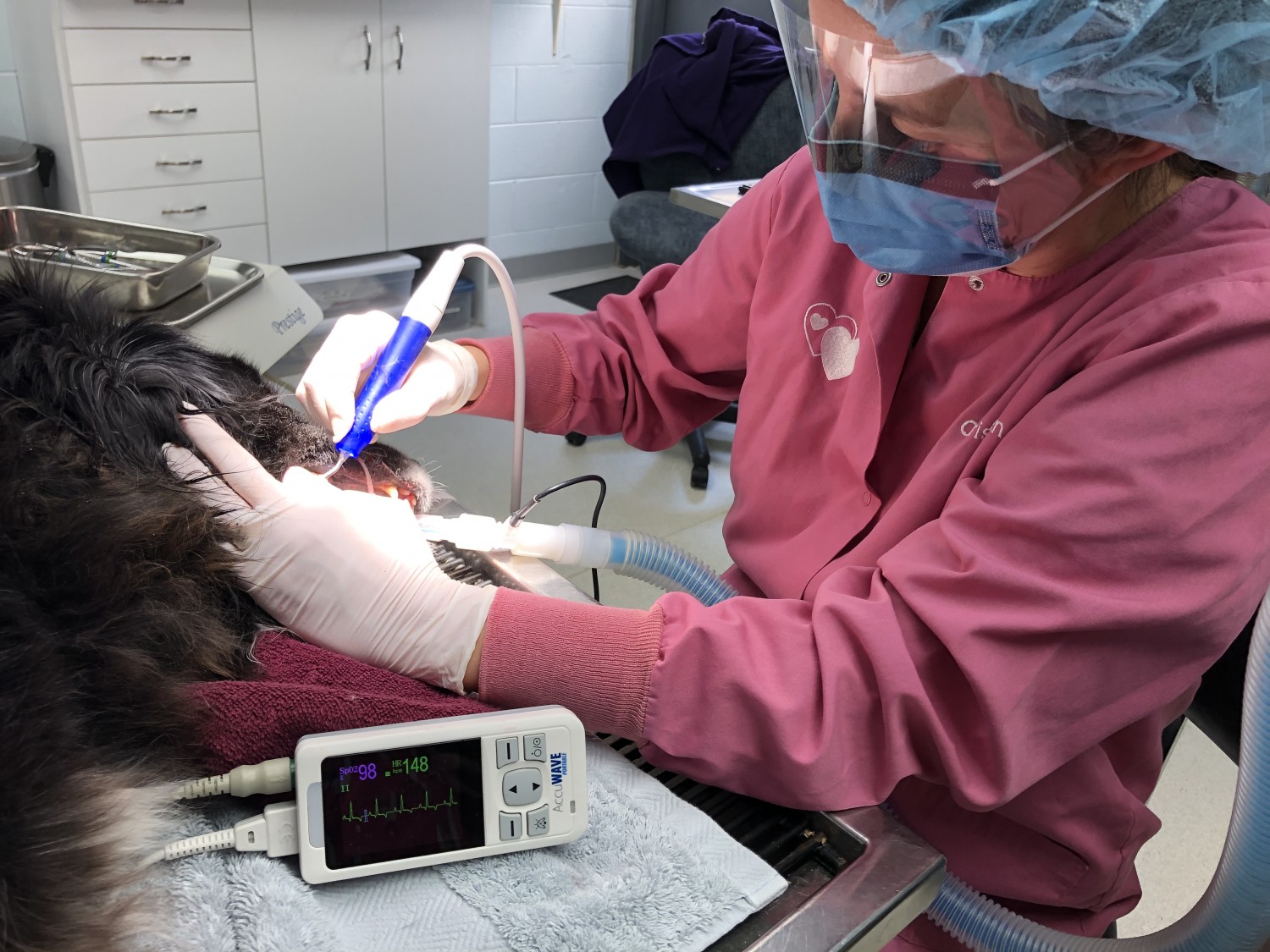 Performing a Dental Cleaning on dog