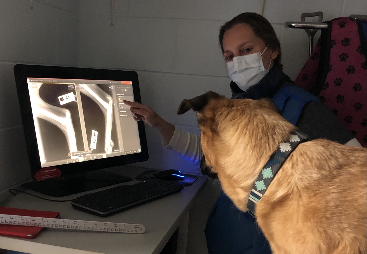 Dog looking at X-ray