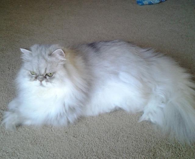 Fuzzy White Cat