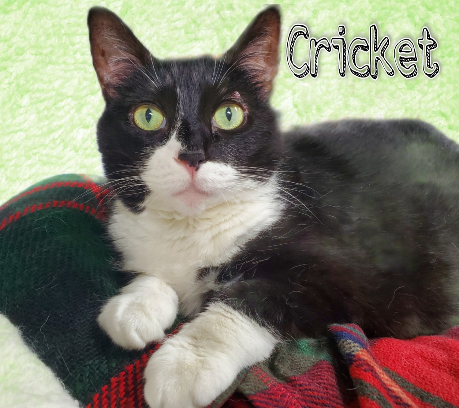 Cricket, Hospital Cat