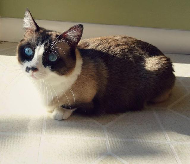 Brown and white cat
