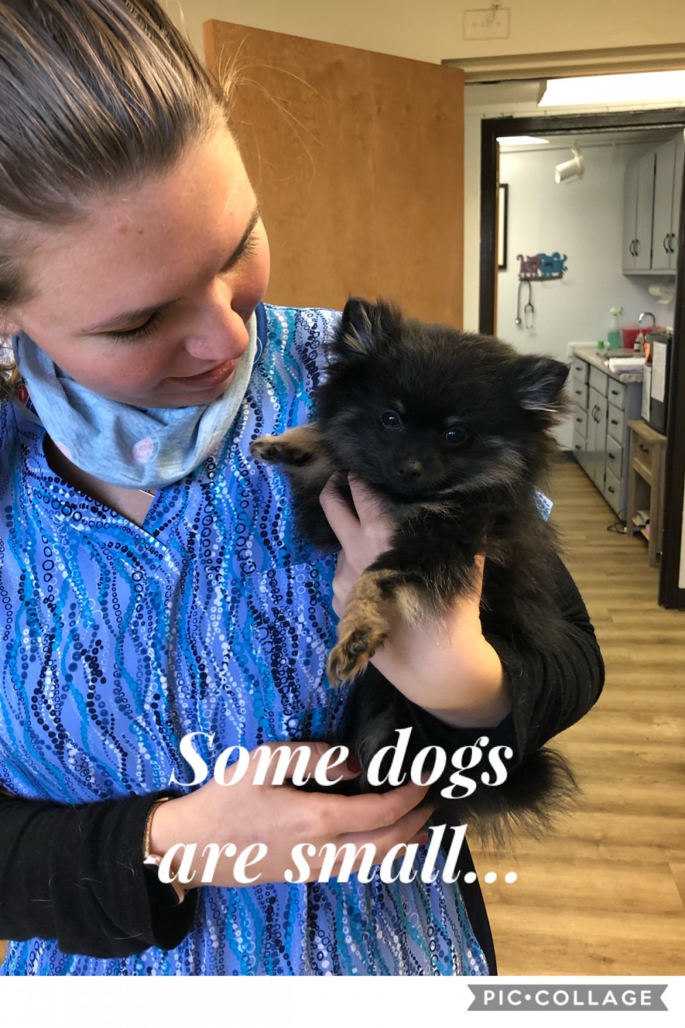 Tiny black fluffy dog