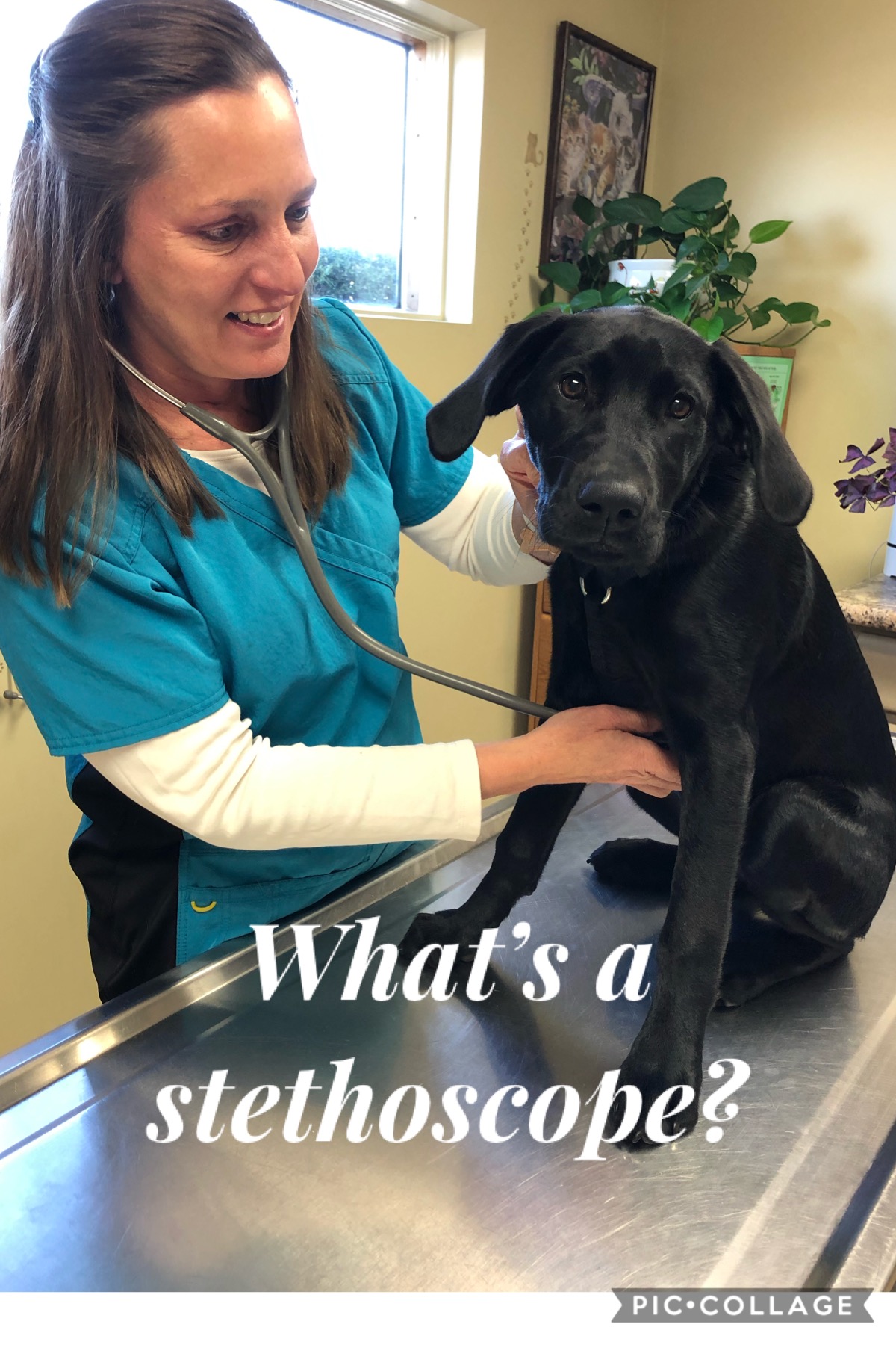 What's a Stethoscope?