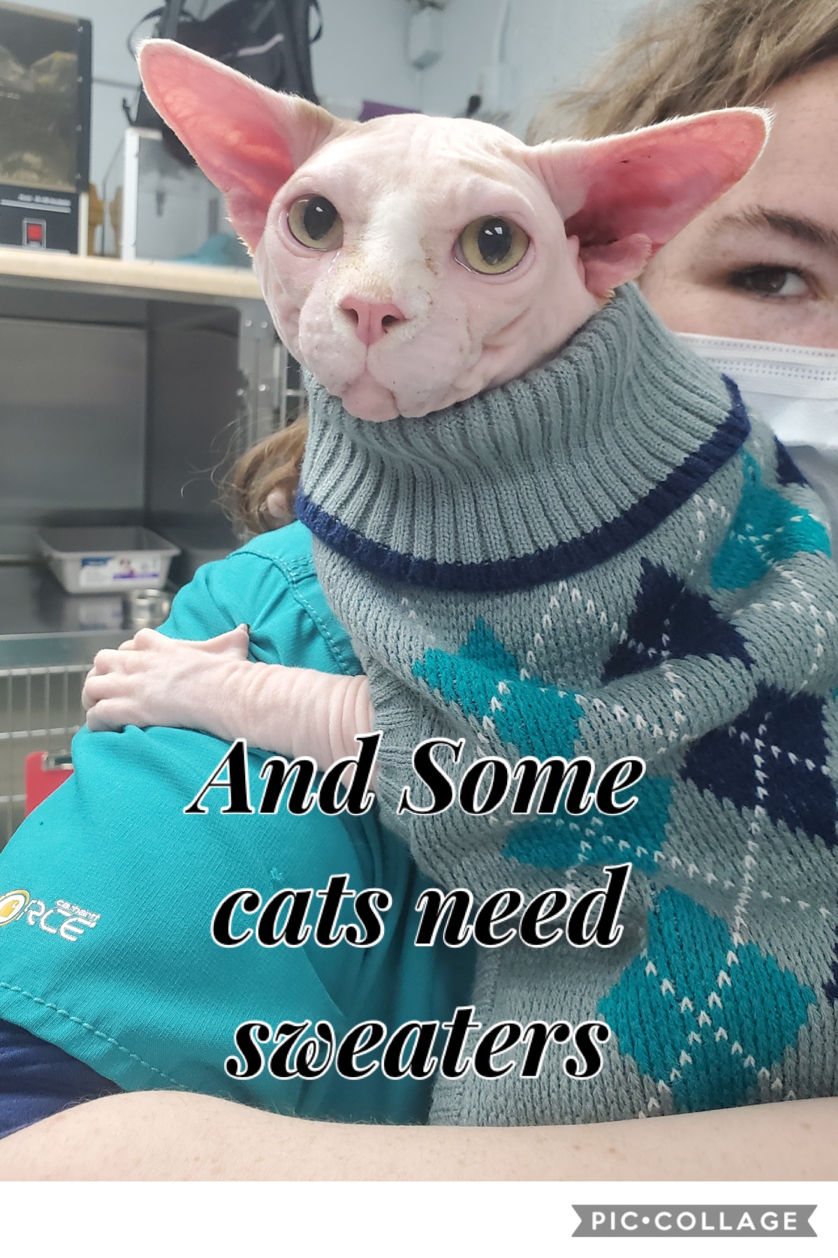 And some cats need sweaters